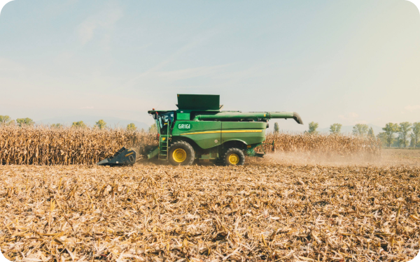 Green combine harvester working in a dry cornfield under a clear sky.